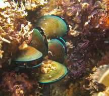 Image of Green mussel