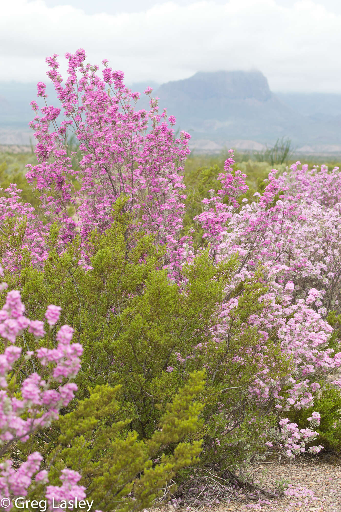 Imagem de Leucophyllum frutescens (Berl.) I. M. Johnston