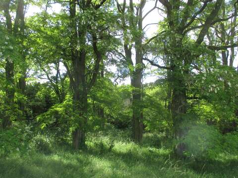 Image of black locust