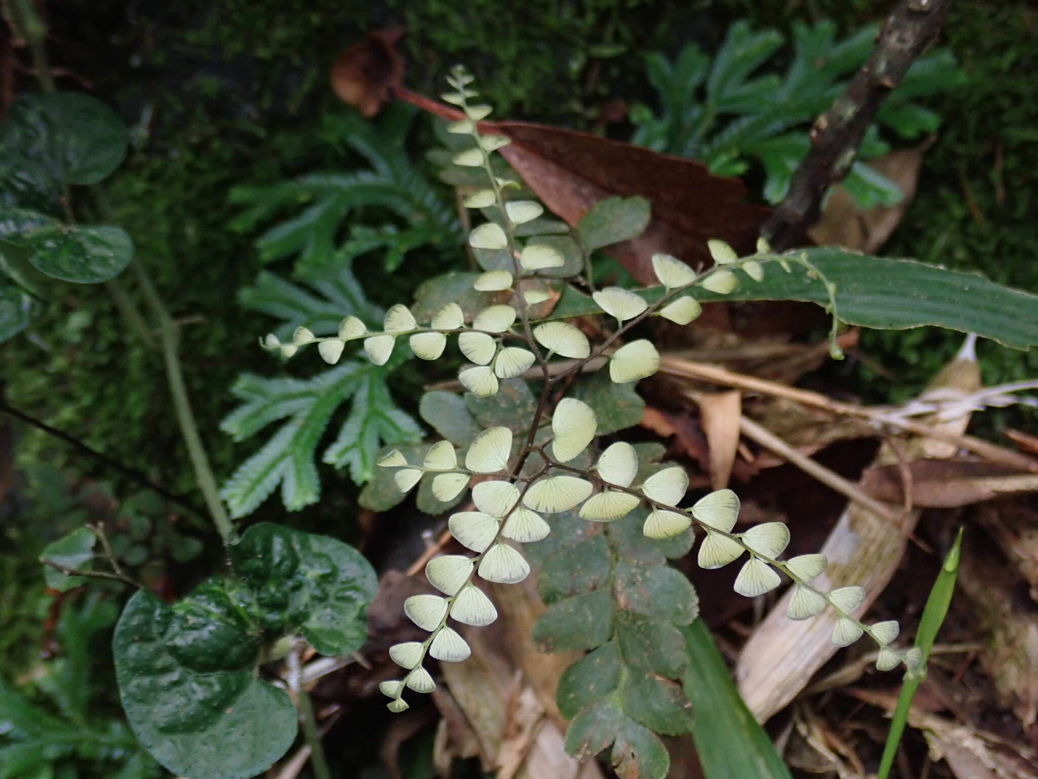 Adiantum flabellulatum L.的圖片