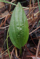 Nervilia holochila (F. Muell.) Schltr.的圖片