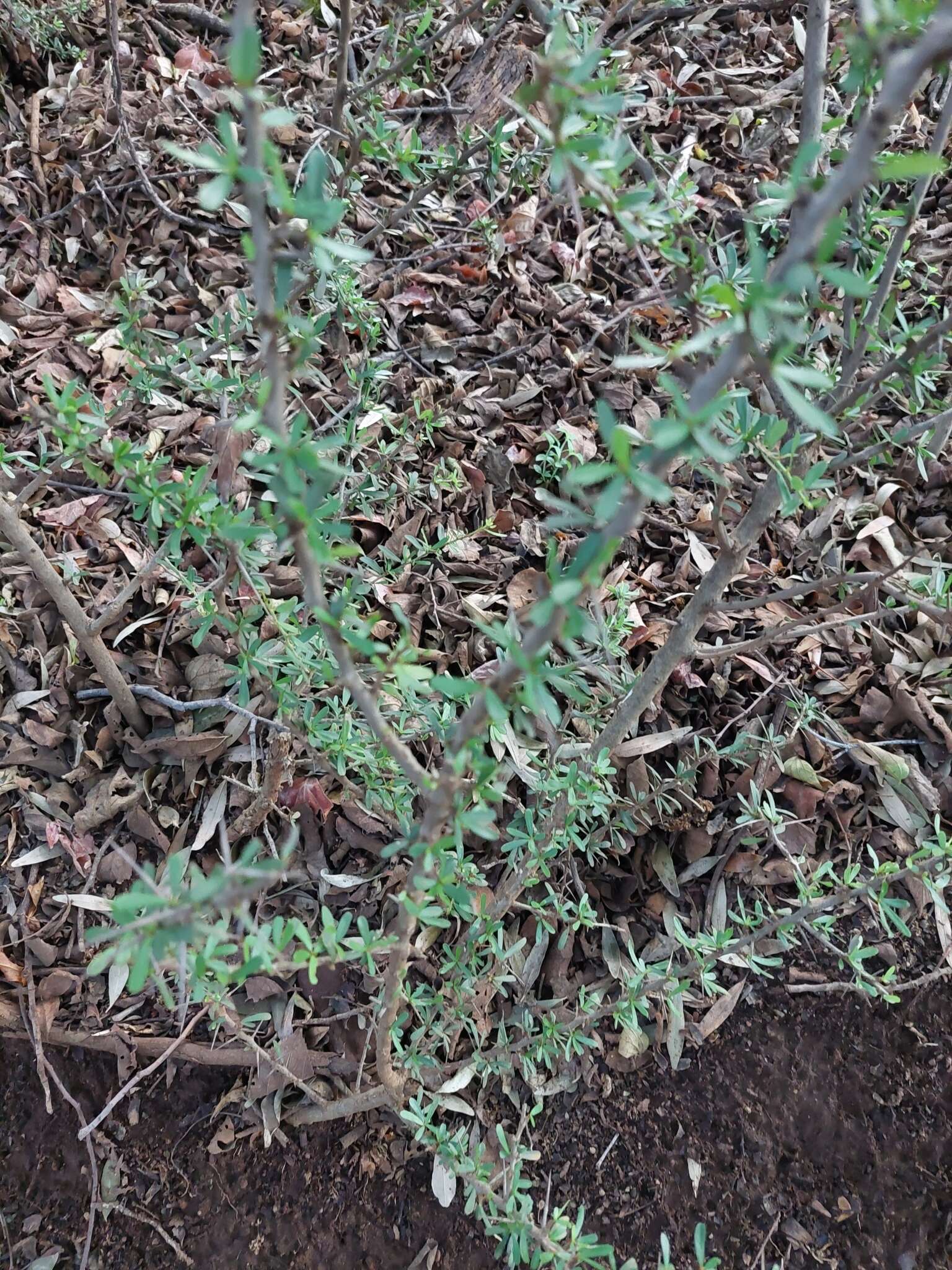 Plancia ëd Gymnosporia polyacantha subsp. vacciniifolia (Conrath) Jordaan