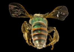 Image of Metallic Green Bees