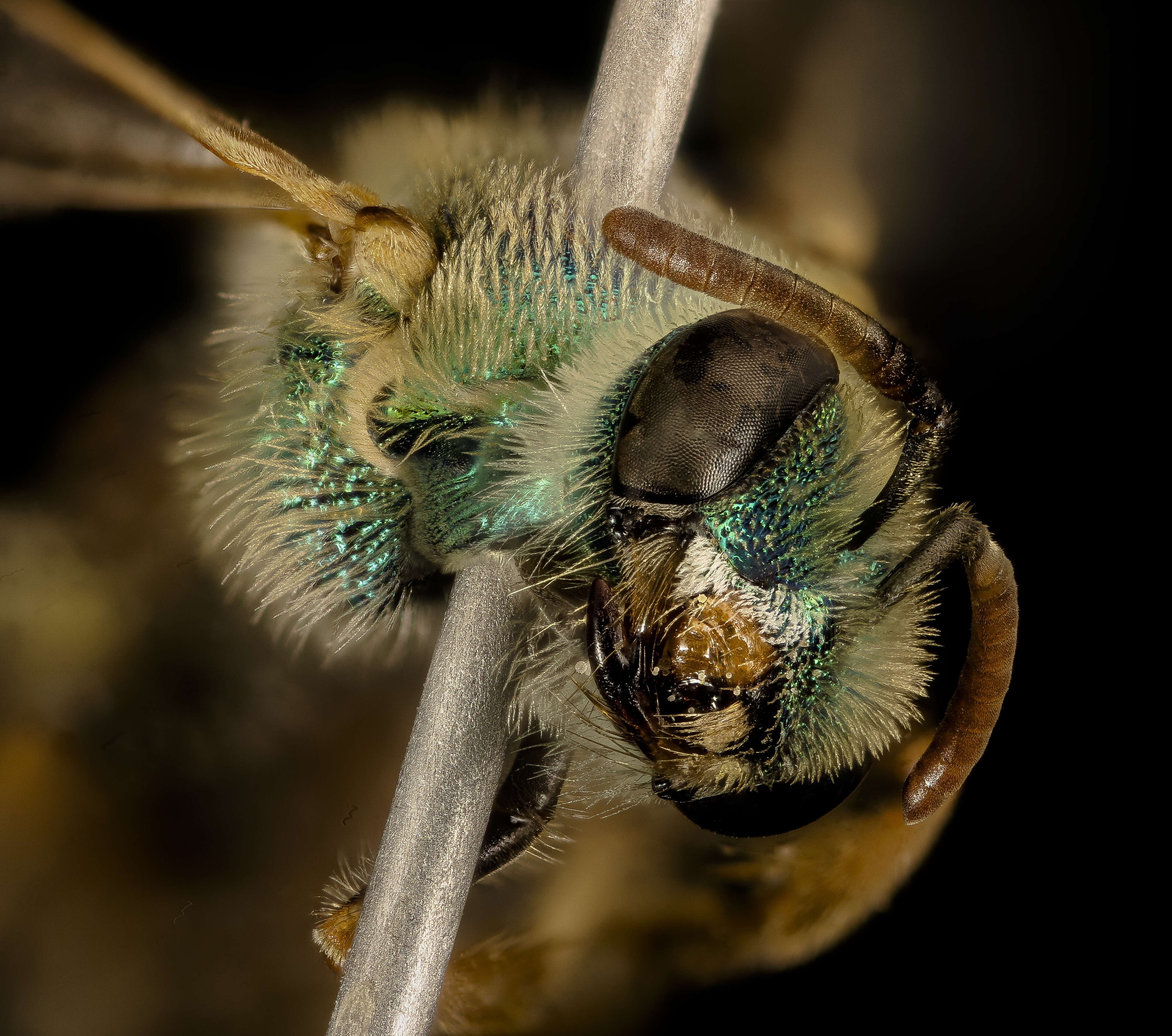 Image of Metallic Green Bees