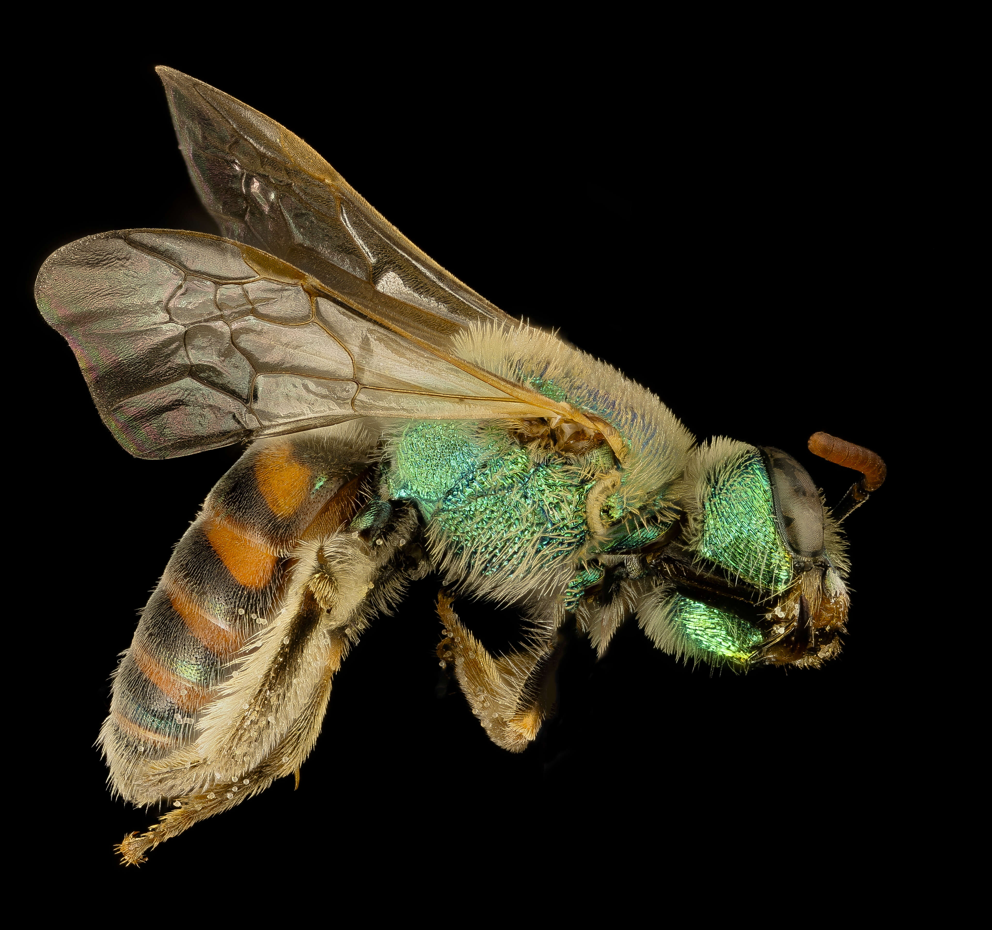 Image of Metallic Green Bees