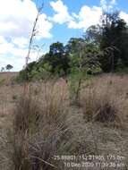 Plancia ëd Themeda avenacea (F. Muell.) T. Durand & B. D. Jacks.