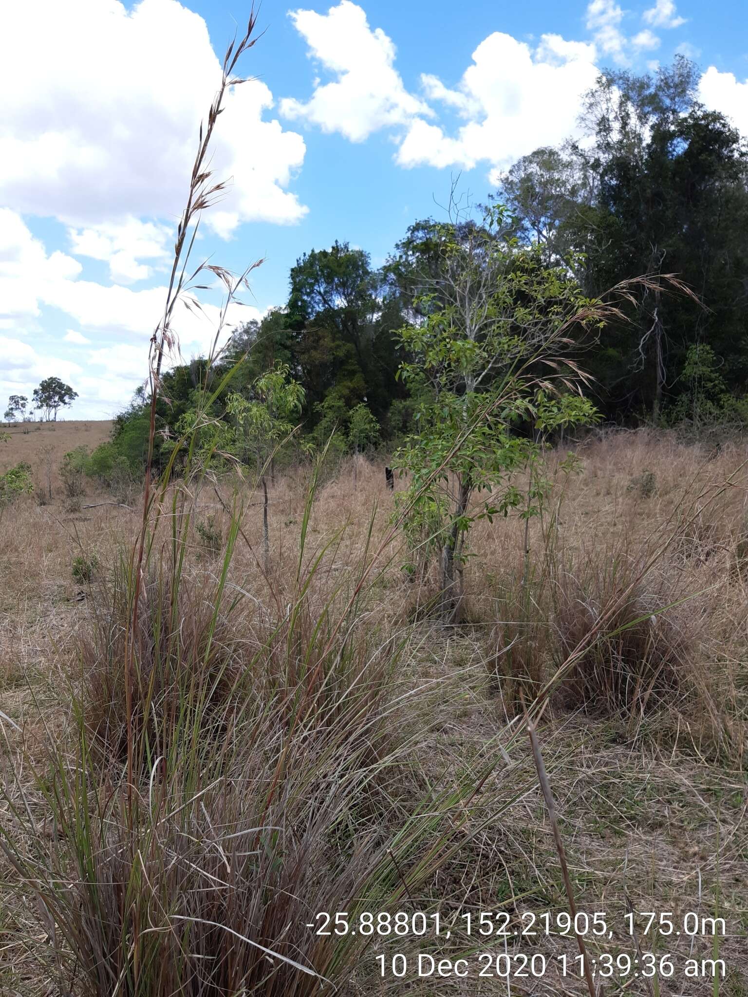 Plancia ëd Themeda avenacea (F. Muell.) T. Durand & B. D. Jacks.