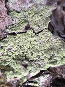 Ropalospora viridis (Tønsberg) Tønsberg的圖片