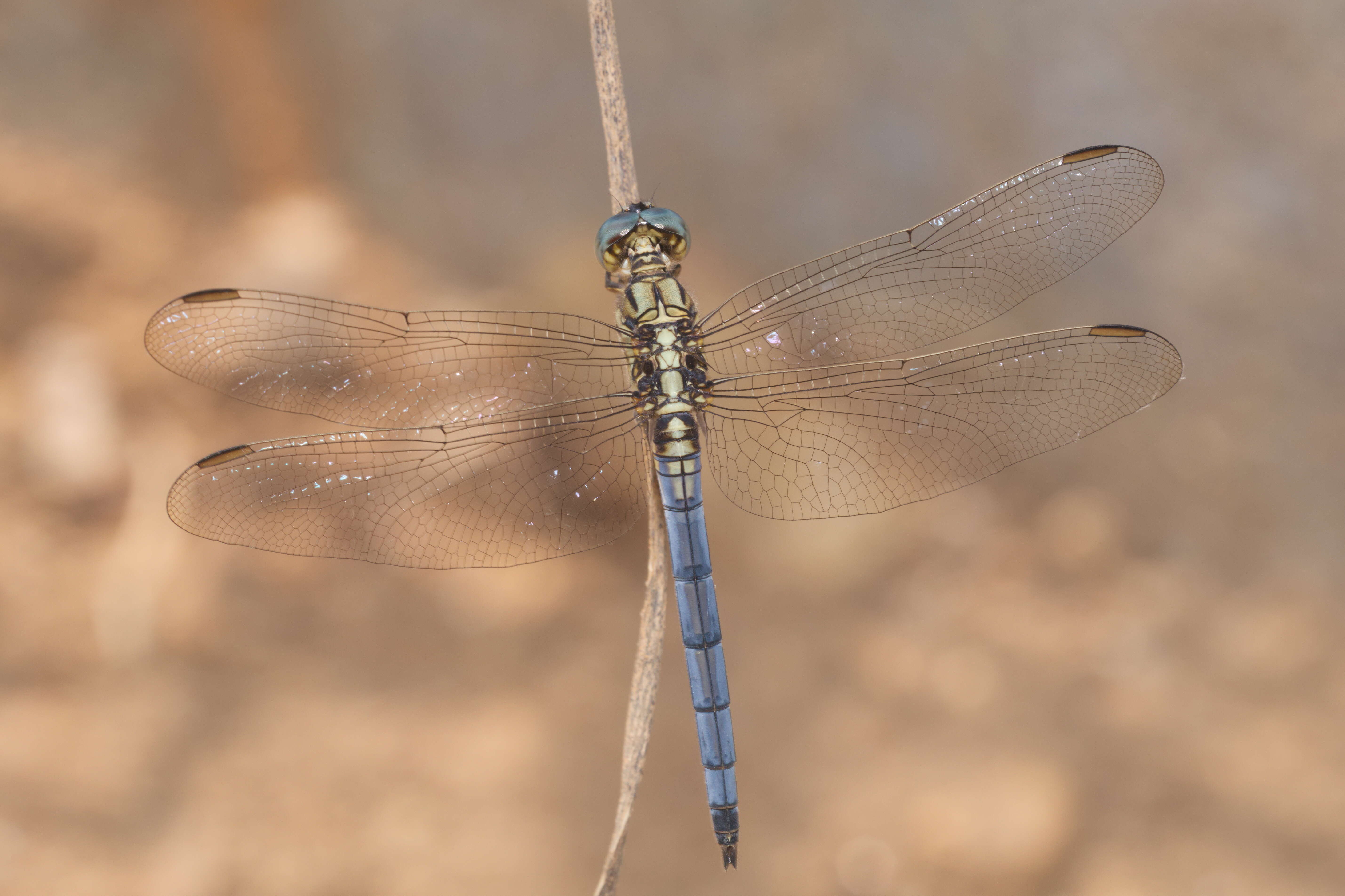 Image of Orthetrum luzonicum (Brauer 1868)