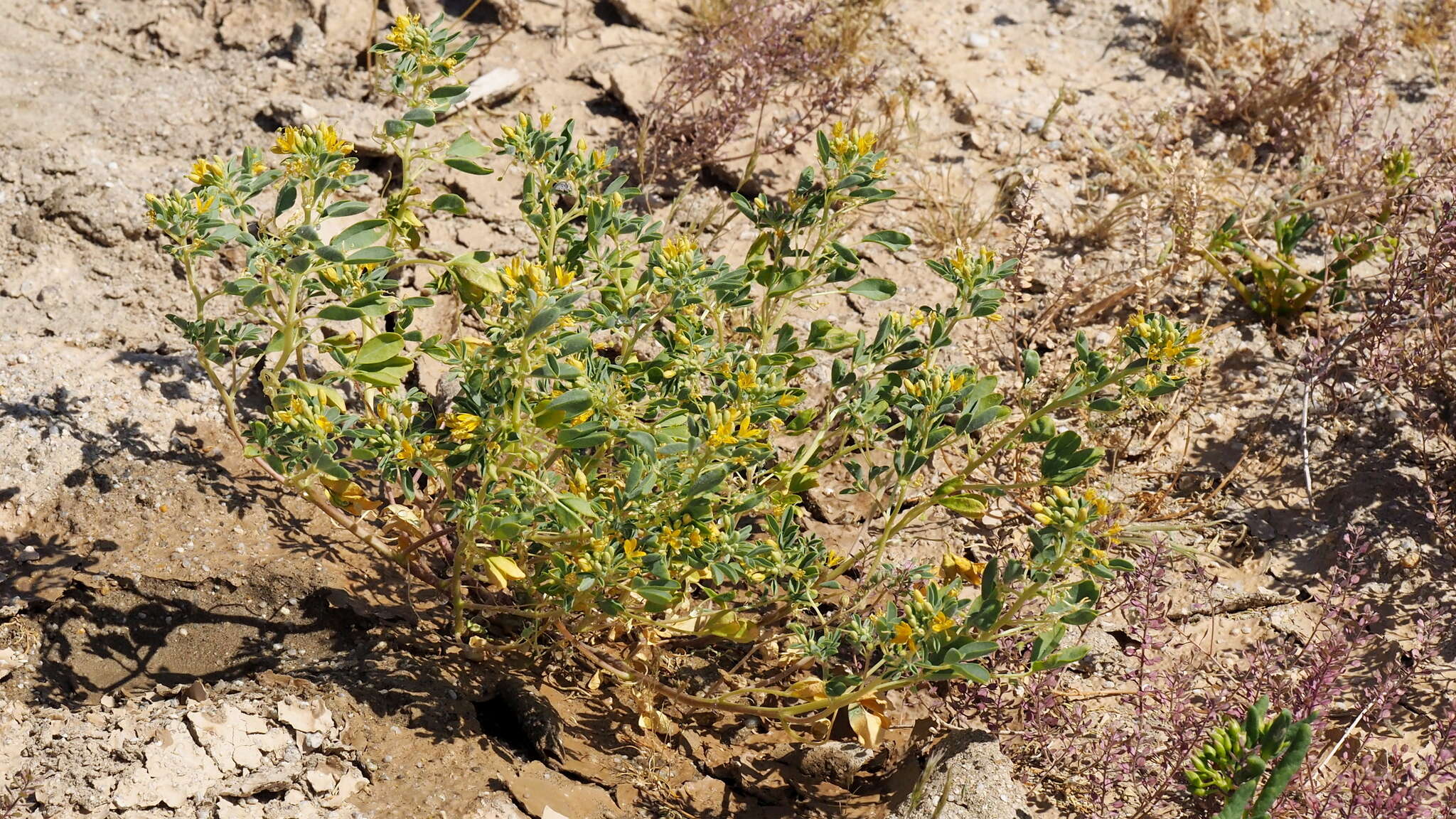 Image of Mojave cleomella