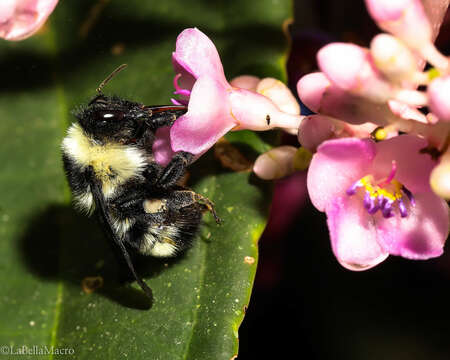 Слика од Bombus brasiliensis Lepeletier 1836