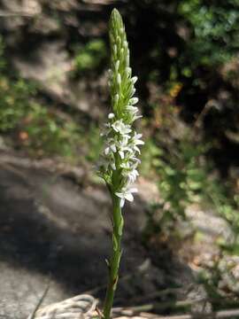 Plancia ëd Platanthera elegans subsp. elegans