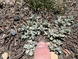 Image de Antennaria soliceps Blake