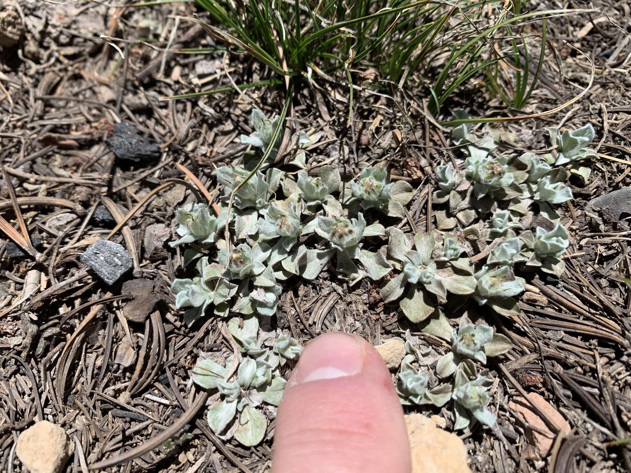 Image de Antennaria soliceps Blake