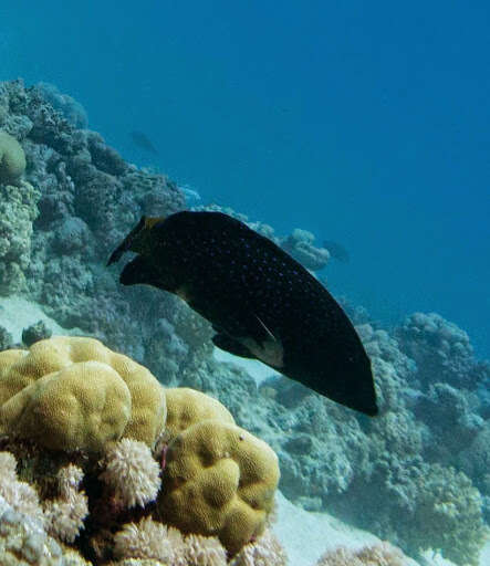 Image of Argus Grouper