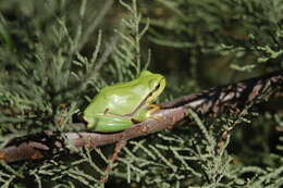 Image of European Treefrog