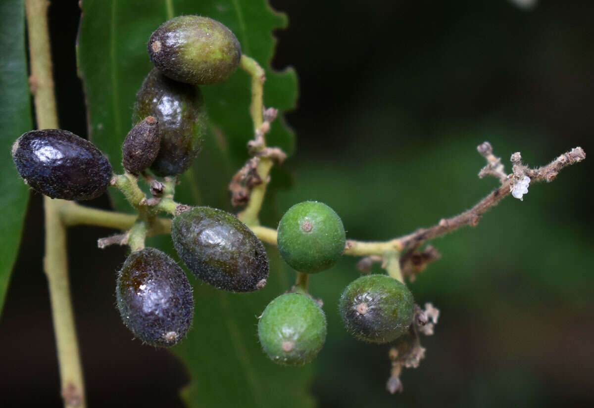 Слика од Cryptocarya triplinervis var. riparia B. P. M. Hyland