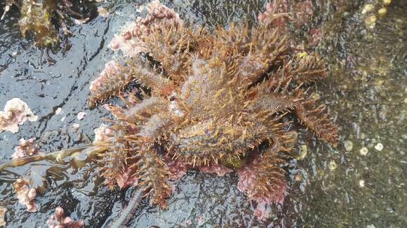 Image of hairy crab