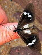 Image of Acraea aganice aganice