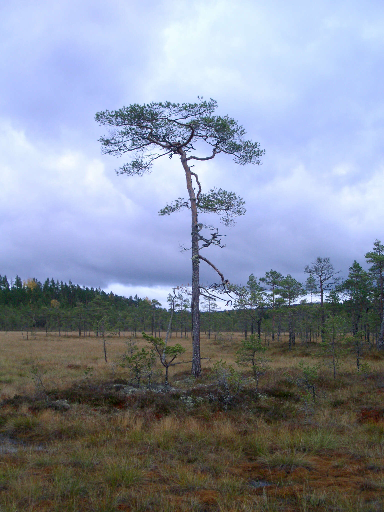 Image of Scotch Pine