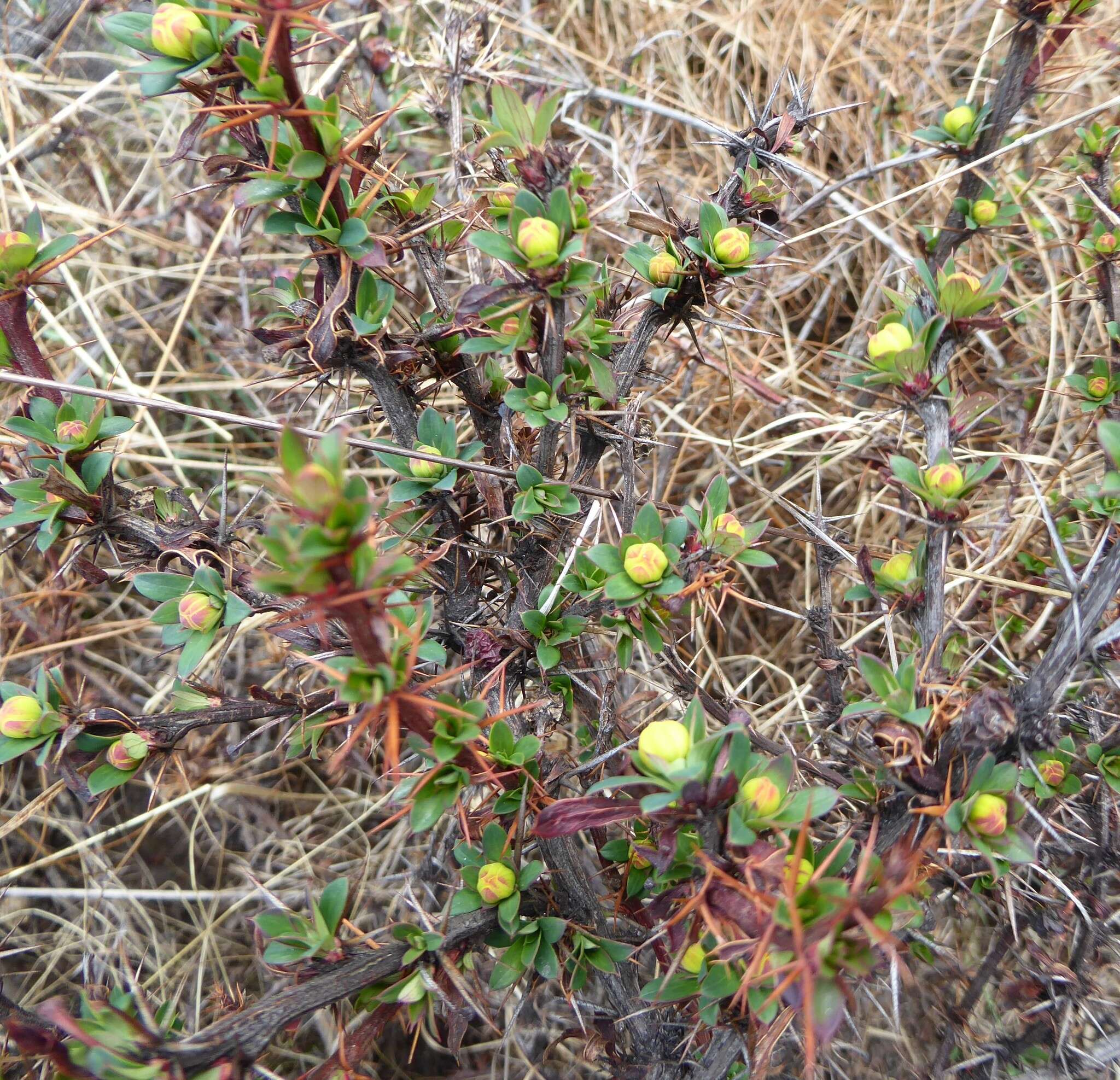 Image of Berberis tsarica Ahrendt