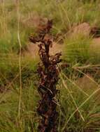 Image de Disa fragrans subsp. fragrans