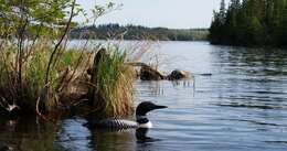 Image of loons