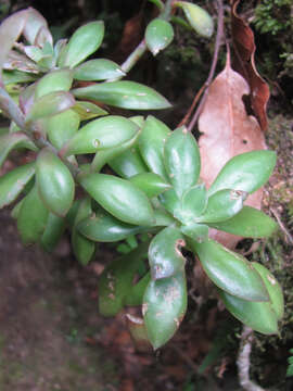 Image de Echeveria rosea Lindl.