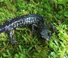 Image of White-spotted Salamander