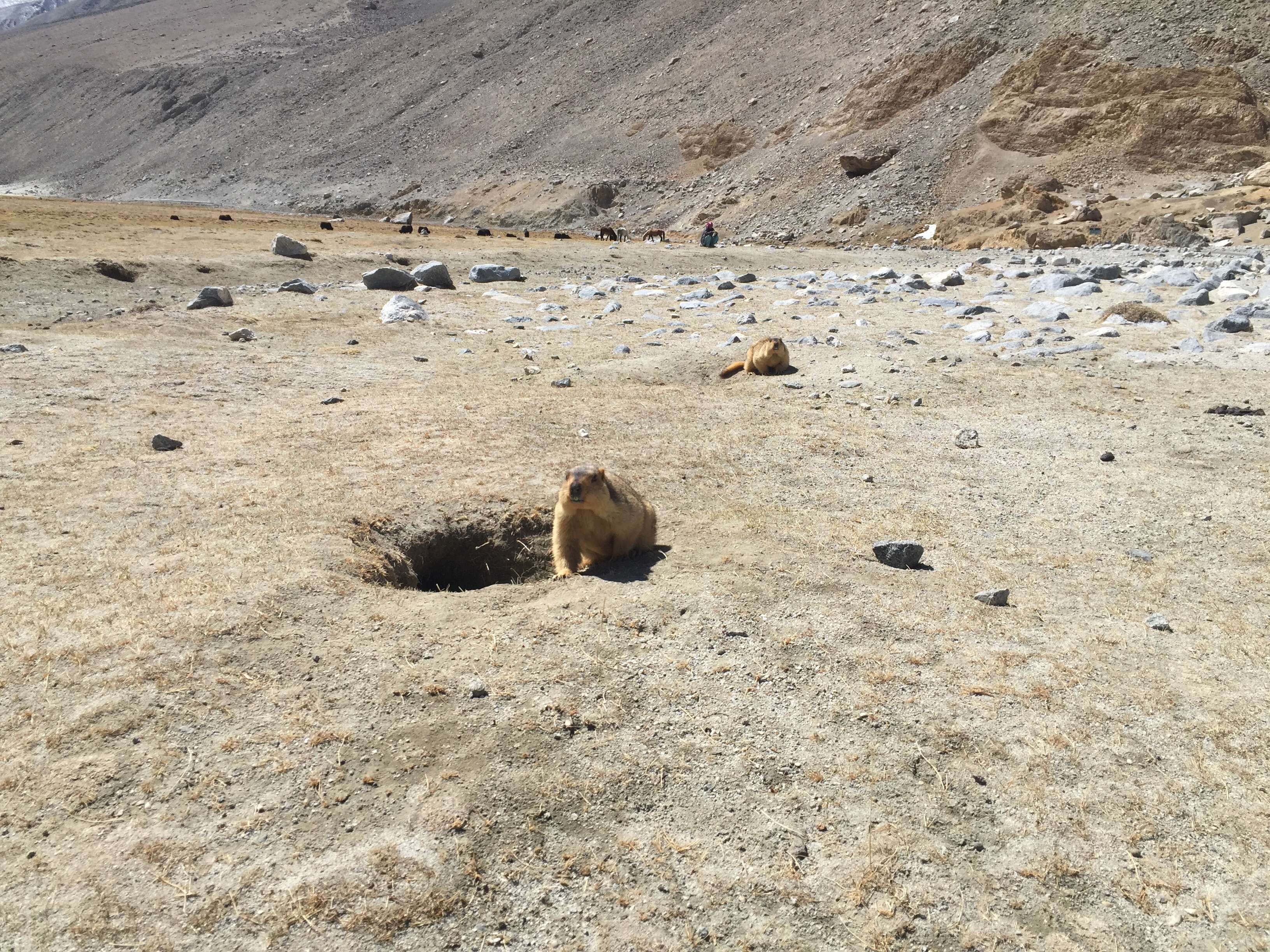 Image of Himalayan Marmot