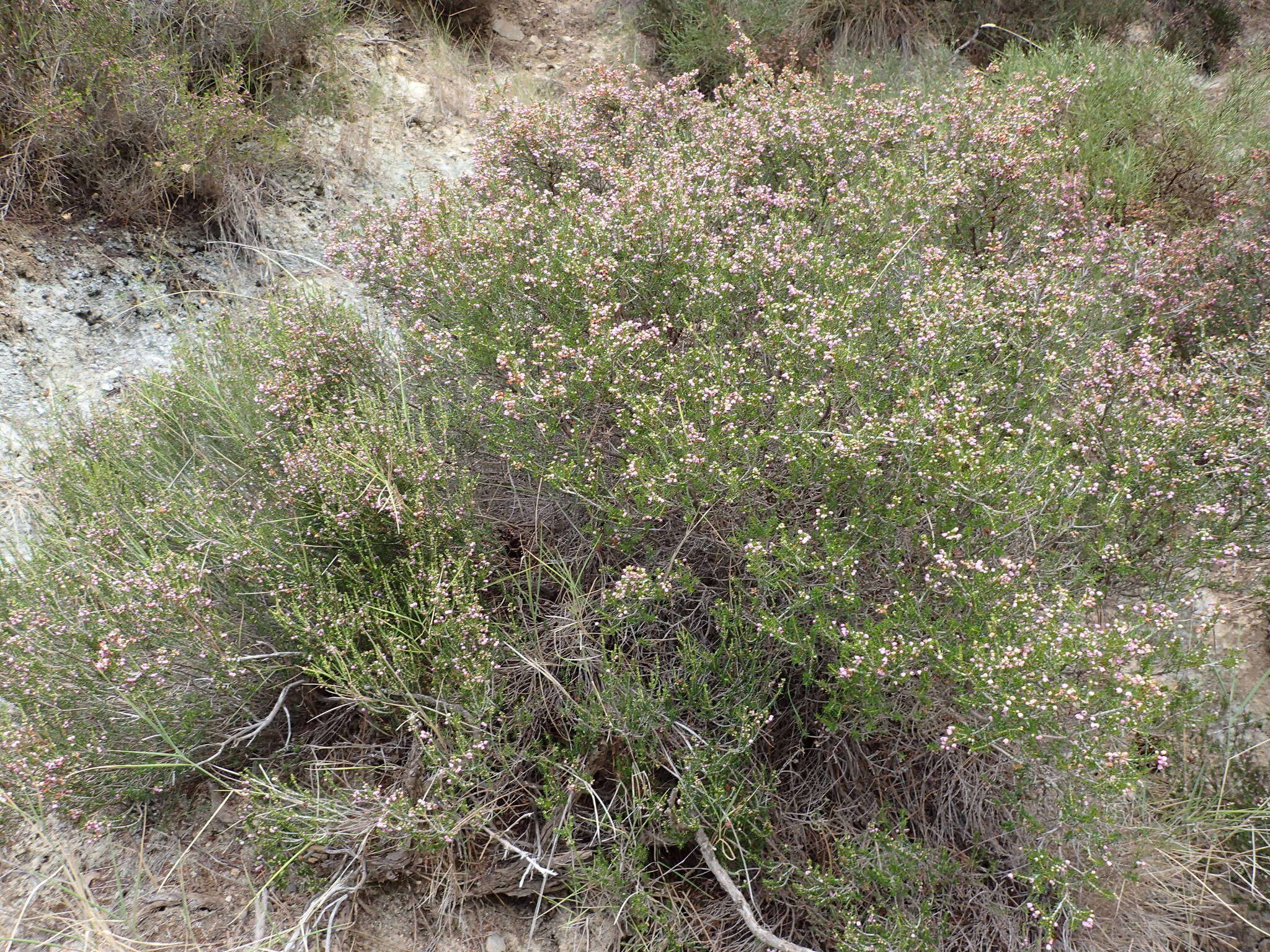 Image of heather