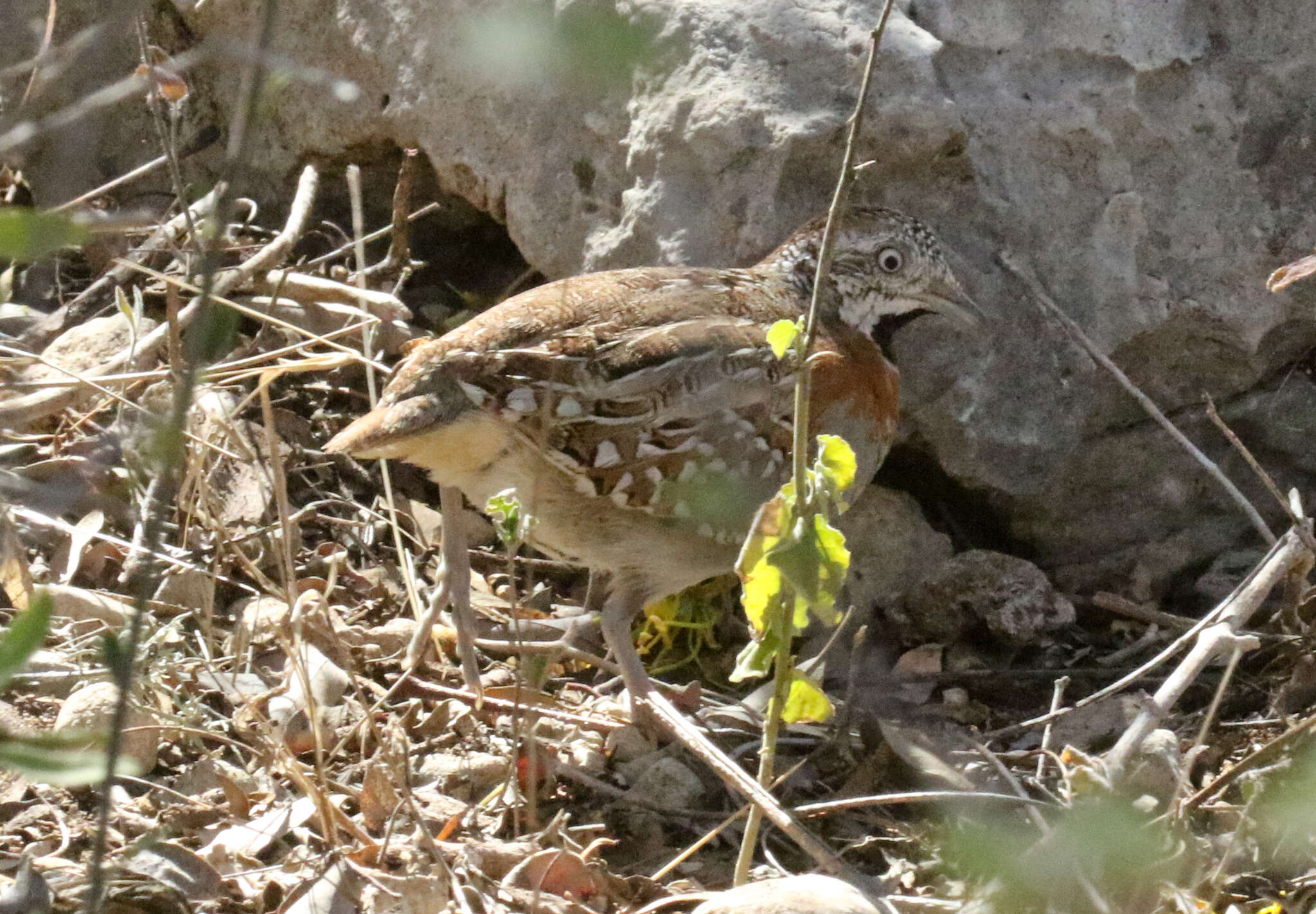 Image of Madagascan Buttonquail