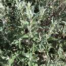 Imagem de Olearia phlogopappa subsp. flavescens (Hutch.) Messina