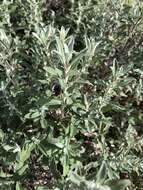 Olearia phlogopappa subsp. flavescens (Hutch.) Messina resmi