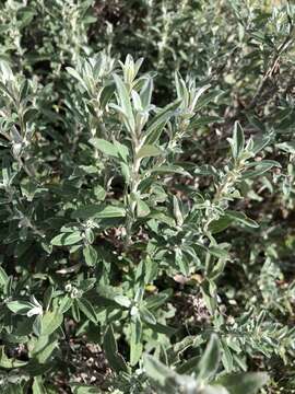 Image of Olearia phlogopappa subsp. flavescens (Hutch.) Messina