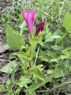 Imagem de Spigelia scabrella Benth.