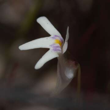 Image of Utricularia kamienskii F. Muell.