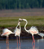 Imagem de Phoenicopterus roseus Pallas 1811