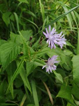 Image of Lactuca sibirica (L.) Maxim.