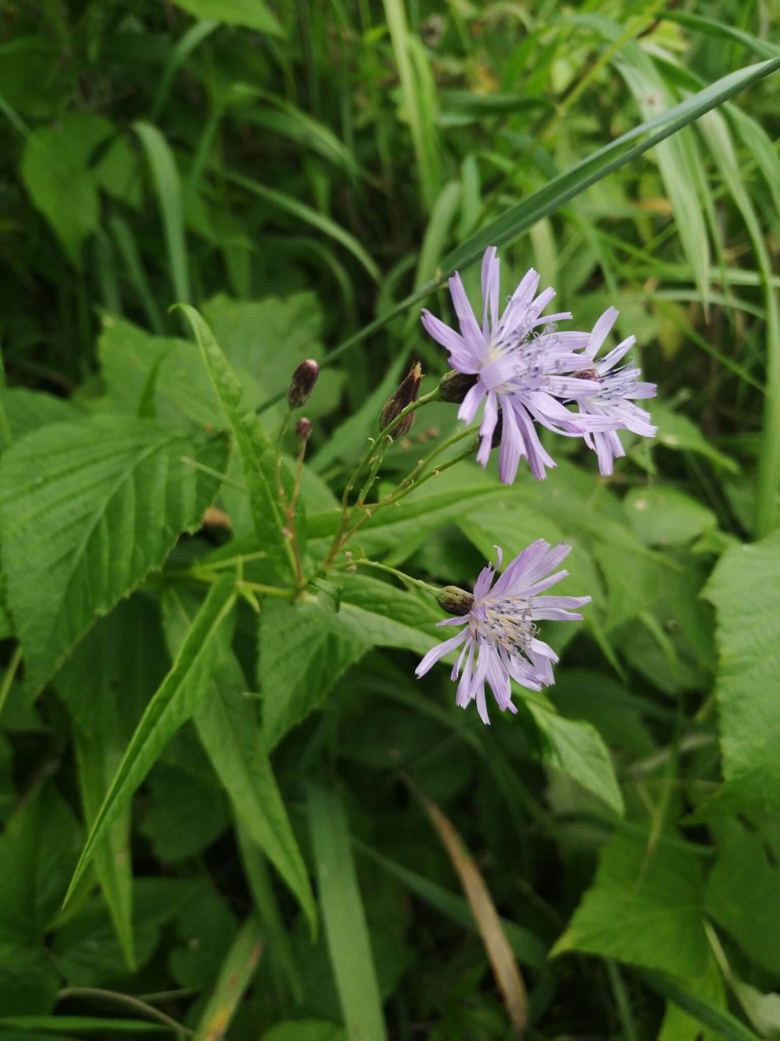 Image de Lactuca sibirica (L.) Maxim.