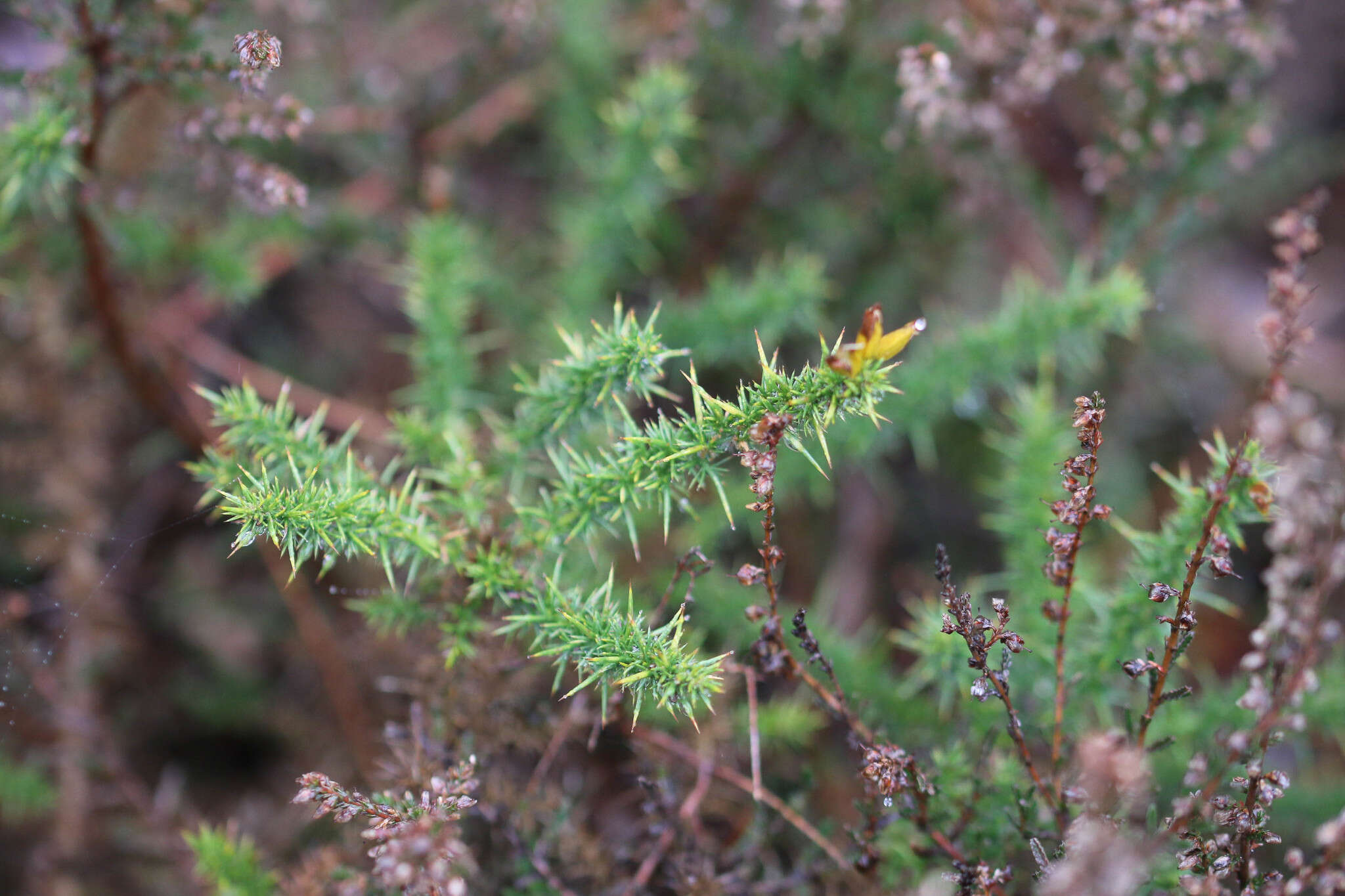 Image of Dwarf Gorse