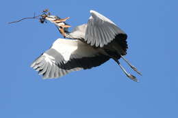 Image of Black-headed Heron