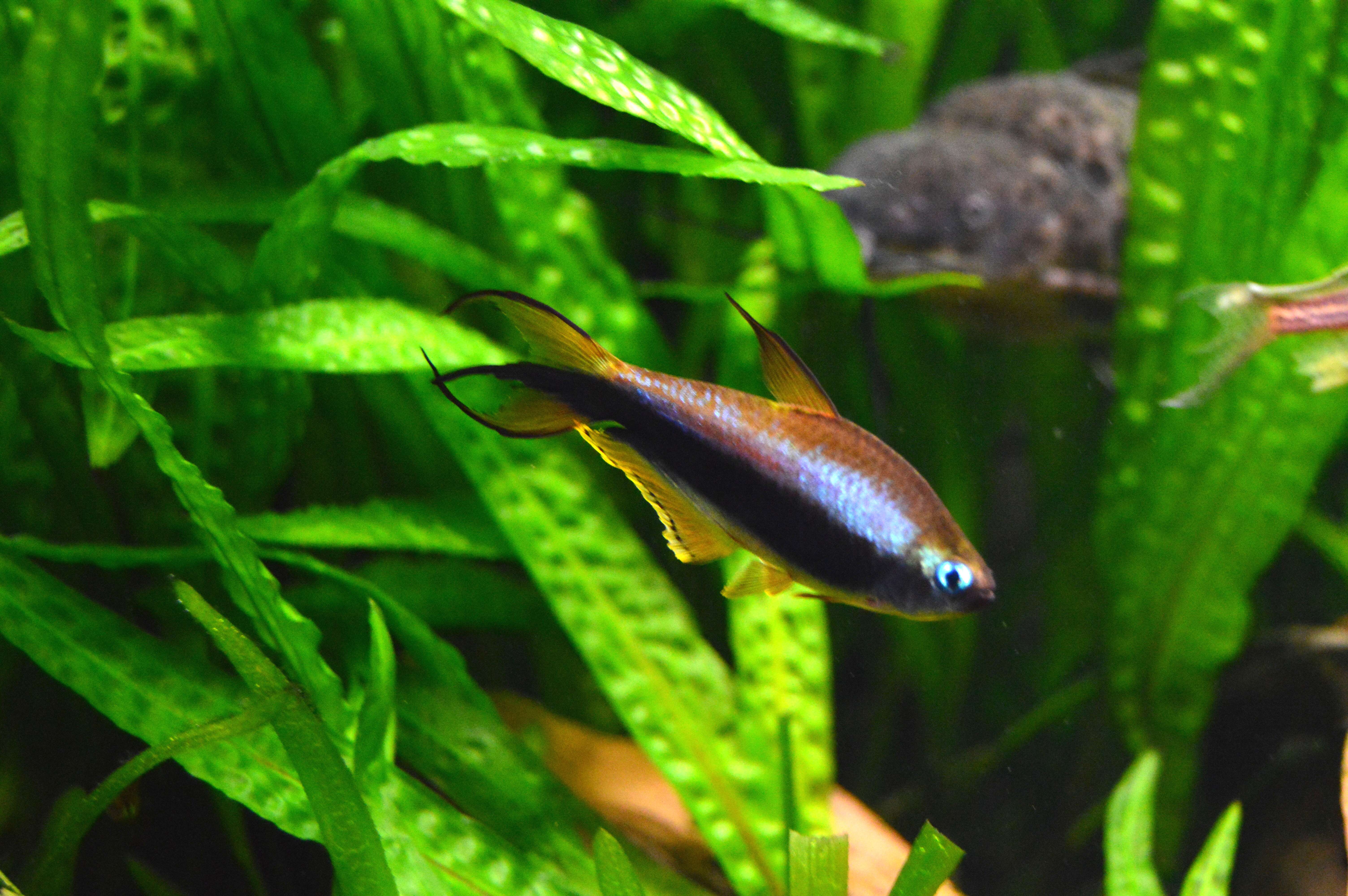 Image of emperor tetra