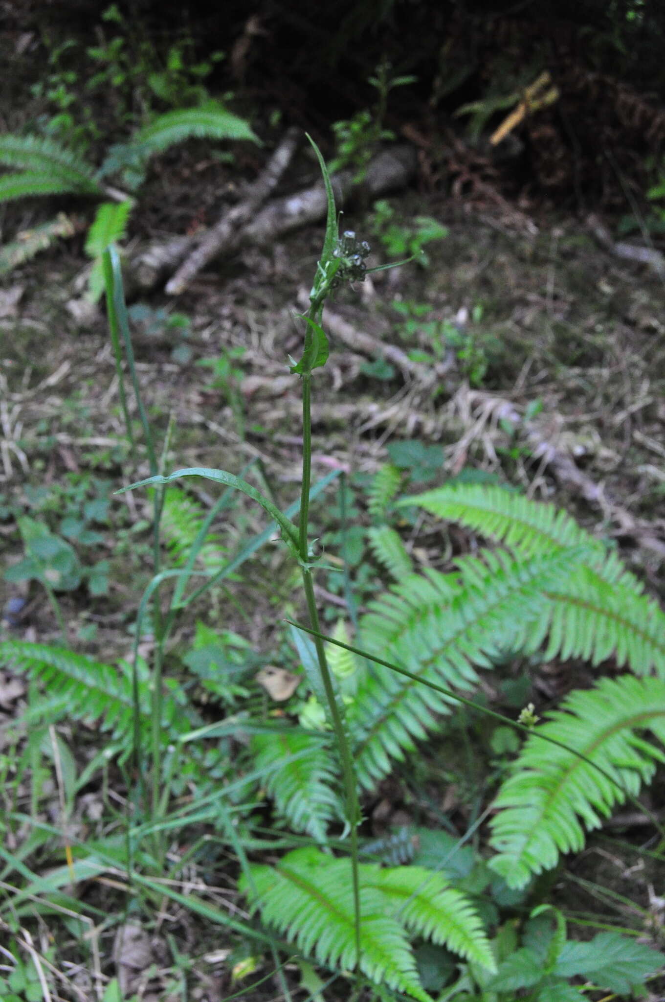 Image of smooth hawksbeard