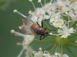 Sivun Thricops semicinereus (Wiedemann 1817) kuva