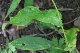 Image of Bupleurum longiradiatum Turcz.