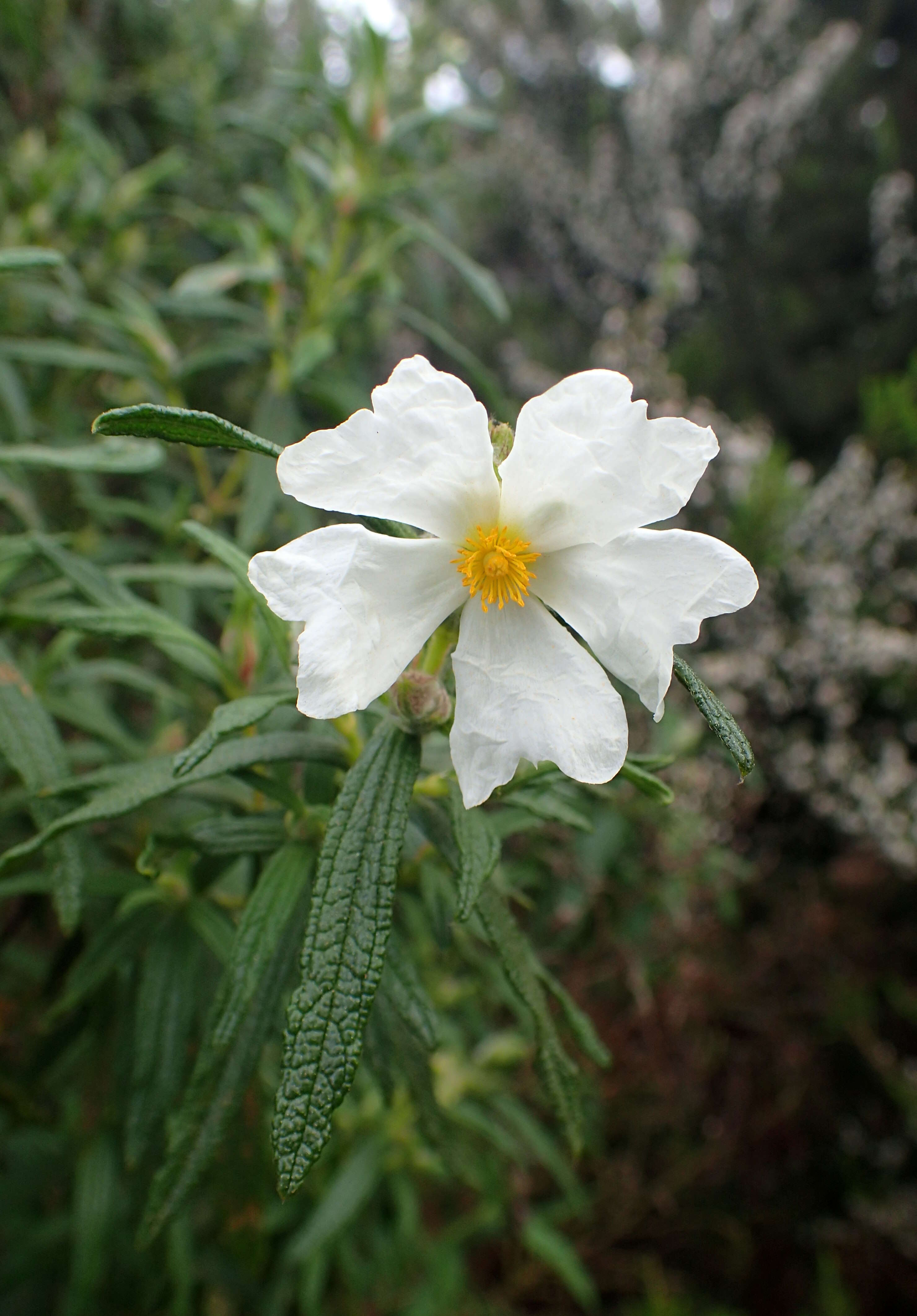 Imagem de Cistus monspeliensis L.