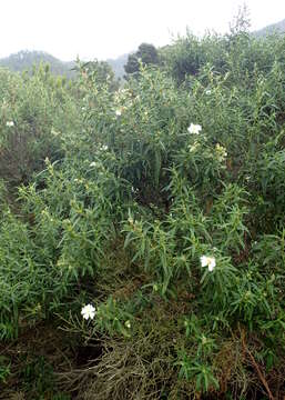 Imagem de Cistus monspeliensis L.