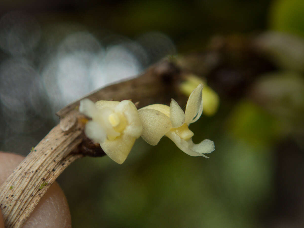 Dendrobium aloifolium (Blume) Rchb. fil.的圖片