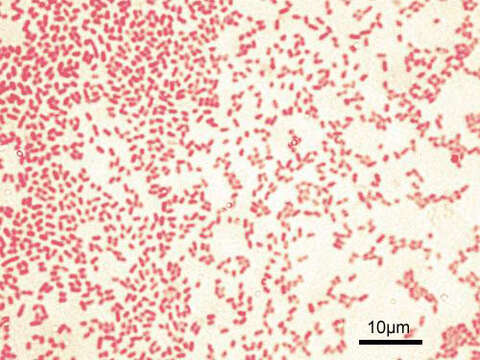 Imagem de Pseudomonas aeruginosa